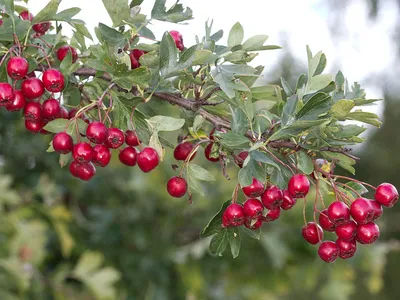 Боярышник однопестичный - Crataegus monogyna