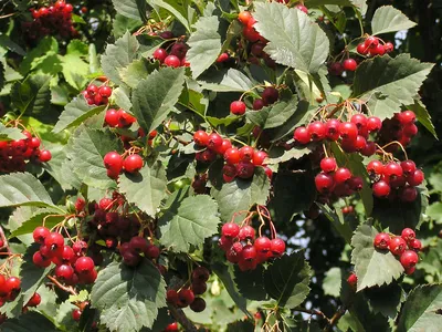 Боярышник кроваво-красный - Crataegus sanguinea