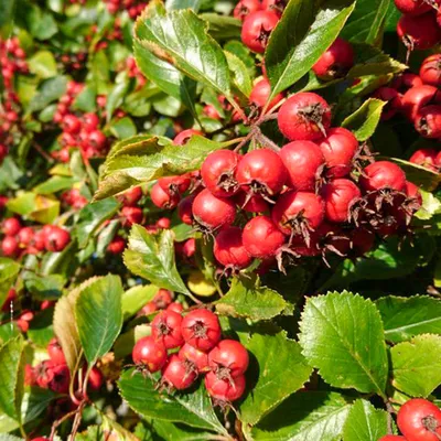 Семена Боярышник (Crataegus)