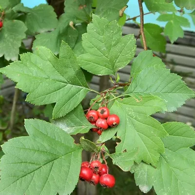 Боярышник обыкновенный Crataegus pedicellata | АГРОНЕО