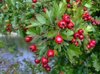 Боярышник однопестичный Рубра Плена (Crataegus monogyna Rubra Plena) С20 —  Питомник Летний сад