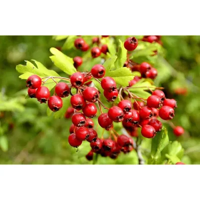 Боярышник сливолистный (Crataegus prunifolia) купить в Киеве, цена —  Greensad