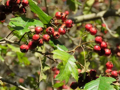 Боярышник перистонадрезанный Crataegus pinnatifida Bunge