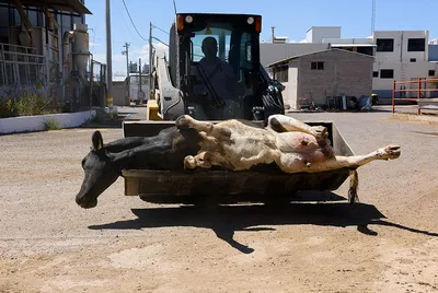 Не существует гуманных убийств» Фотограф снял животных на скотобойне. Они  умирают мучительно и долго: Фото: Из жизни: Lenta.ru