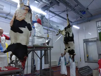 В алапаевских сёлах, пострадавших от туберкулёза скота, идёт забой  животных: Общество: Облгазета
