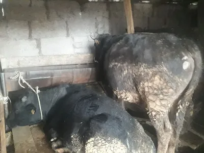 У передовой доярки зверски убили двух коров