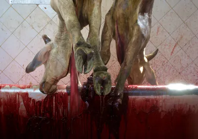 Как убивают животных, которые оказываются в вашей тарелке: Статьи экологии  ➕1, 18.10.2022