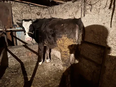 Как забивают скот