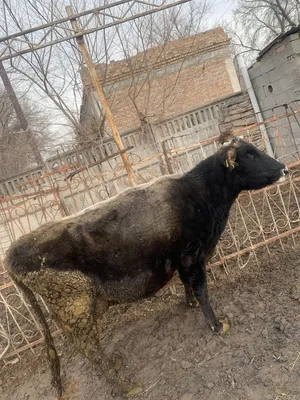 В Новосибирской области из-за лейкоза под нож отправили 6 тысяч коров
