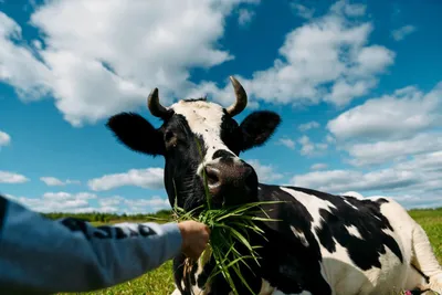 Продам быков телок коров на забой: 45 грн. - Сельхоз животные Пшеничное на  Olx