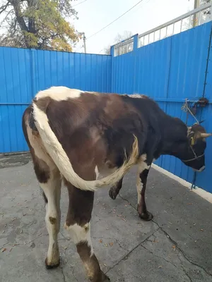 Бригадира хотят посадить за убийство коровы в Волковысском районе –  REFORM.by