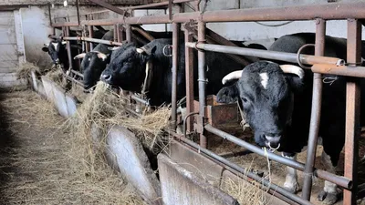 коровы скотобойни, вися на крюках в холодной половине коров Стоковое  Изображение - изображение насчитывающей главный, висеть: 72337501