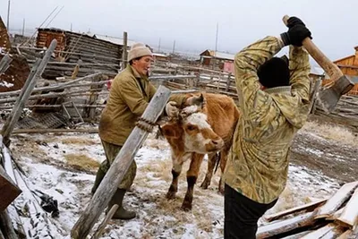 Продаю | Бык (самец) | На: 130000 KGS ᐈ Коровы, быки | Бишкек | 64291319 ➤  lalafo.kg