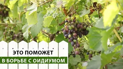 Мучнистая роса винограда или оидиум. Описание и методы лечения