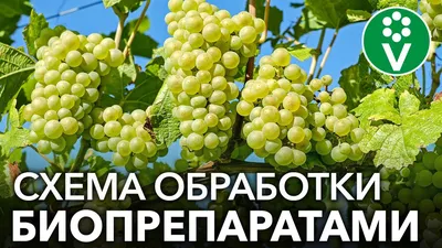 Блог про виноград Киушкина Николая: Болезни винограда с фото и фунгициды по  борьбе с ними