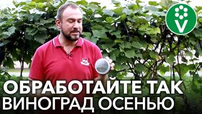 Милдью, или ложная мучнистая роса винограда — Центр по борьбе с  трудноискоренимыми болезнями растений