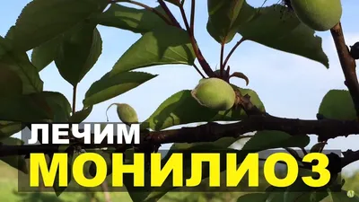 Устойчивые к монилиозу сорта абрикоса - Журнал Совхозик | Абрикос, Борьба,  Сад из деревьев