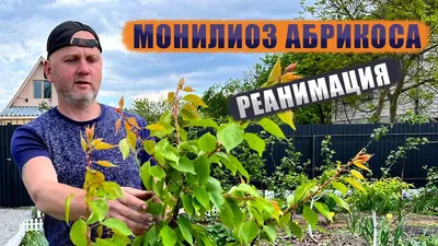 Монилиоз абрикоса. Реанимация. - YouTube