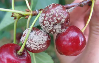 Монилиоз: как уберечь свой сад | Блог GreenMarket - Вдохновляем