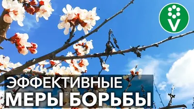 Срочно! СПАСАЕМ УРОЖАЙ! Монилиоз! | Виноград VM | Дзен