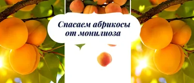 Абрикос не плодоносит – почему так происходит и что делать | В саду  (Огород.ru)