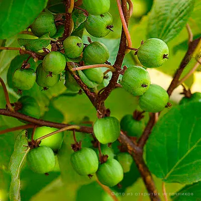Актинидия - Ягодные - Плодовые и ягодные культуры - GreenInfo.ru
