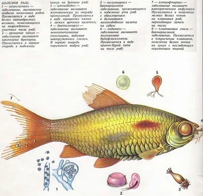 Болезни рыб» - картинка из статьи: «Основные болезни аквариумных рыбок» -  Aquaristics.ru