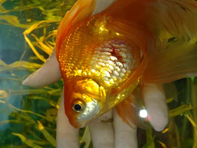 Аэромоноз краснуха рыб: лечение в аквариуме, фото-видео обзор
