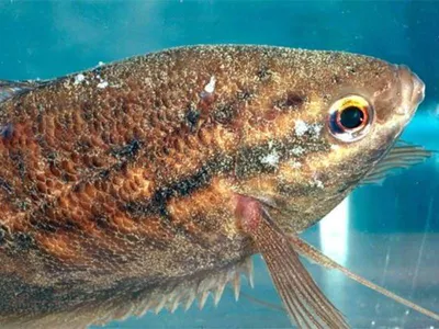 Ихтиофтириоз - манка: как и чем лечить у аквариумных рыбок?