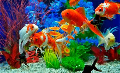 Оодиниоз (оодиноз, оодиниумоз) у аквариумных рыб. Симптомы и лечение. |  АквариумОК