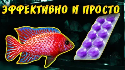 Болезни аквариумных рыбок (17 видов): внешние признаки, диагностика в  домашних условиях, названия