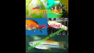 Определение болезней рыб! Их лечение.Пособие начинающим.Лекция для  аквариумистов. - YouTube