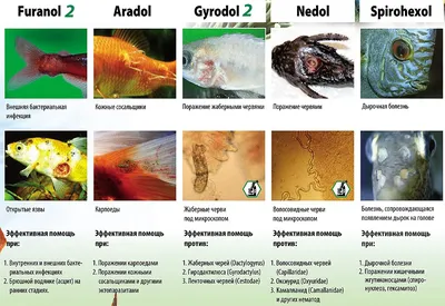 Лечение аквариумных рыб в Ростове-на-Дону: цены, отзывы и адреса