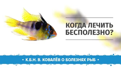 Болезни аквариумных рыб (таблицы и фото)