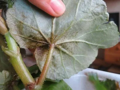 Рассада Бегония вечноцветущая культурная Begonia х semperflorens-cultorum  (кассета) — цена в LETTO