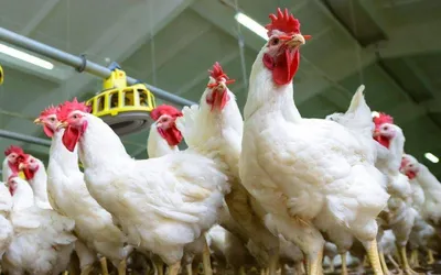 Премикс Бройлер для цыплят-бройлеров старше 4-х недель 1% 25кг - купить с  доставкой по выгодным ценам в интернет-магазине OZON (996382542)