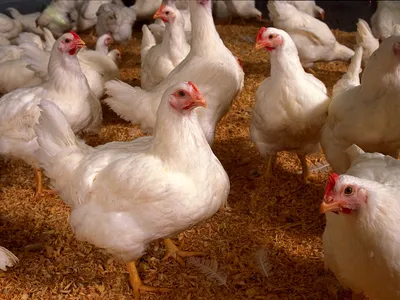 Болезни бройлерных цыплят и их лечение | Рекомендации от Фидлайф