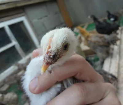 Управление ветеринарии Брянской области - Рекомендации при выращивании  молодняка птицы – цыплят бройлеров на мясо