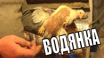 Болезни цыплят из-за неправильного кормления и ухода | ВКонтакте