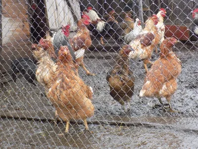 У цыплят и кур отказывают лапы, чем они болеют и как их лечить? Содержание  и выращивание цыплят – дело по-своему.. | ВКонтакте