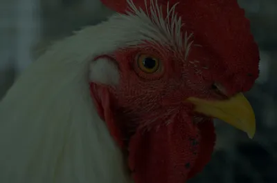 Купить Премикс Бройлер для цыплят-бройлеров старше 4-х недель (0,5%,  эконом) (500г) в Уральске от компании \"Центр ПРЕМИКСОВ ЗКО\" - 88294855