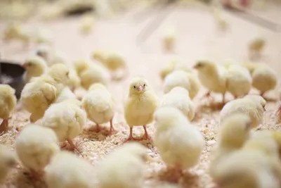 Современное птицеводство в Мире - Как выращивание разведение породы болезни  кормление содержание кур бройлеров цыплят