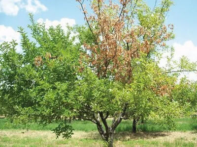 Болезни косточковых культур