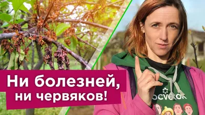 СРОЧНО ОБРАБОТАЙТЕ ВИШНЮ И ЧЕРЕШНЮ ОТ БОЛЕЗНИ, КОТОРАЯ “СЖИГАЕТ” ДЕРЕВЬЯ В  МОМЕНТ!