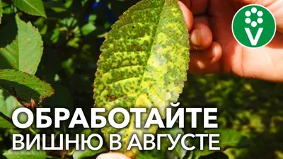 5 самых опасных болезней вишни и черешни