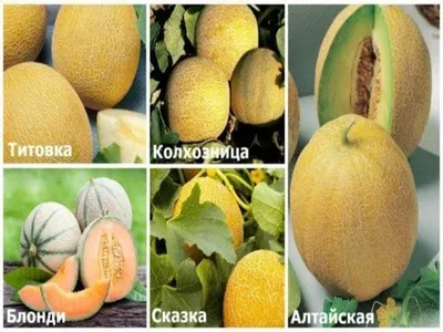 ИНТЕРЕСНЫЕ ФАКТЫ О ДЫНЯХ И АРБУЗАХ - AGRO.UZ