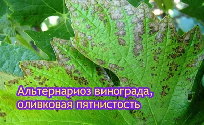 Польза и вред дыни для организма: полезные свойства дыни для мужчин, женщин  и детей: Питание и сон: Забота о себе: Lenta.ru