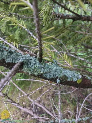 Болезнь ели - Хвойные растения - Декоративные деревья и кустарники -  GreenInfo.ru