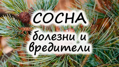 Ветка Ель Или Сосна Сухая Без Игл Осыпается Старая Болезнь Хвойных Деоревых  Упавших Игл Сухая Ветка Ели Или Сосны Размытый Фон Bokeh Селек — стоковые  фотографии и другие картинки Pinaceae - iStock