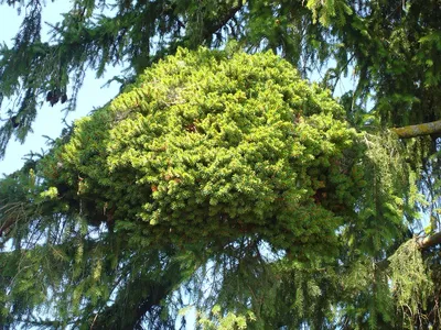 Ель колючая «Глаука Глобоза» (Picea pungens \"Glauca Globosa\") – Хвойные  растения Буква «Е» - цветочный портал Ваш Сад!